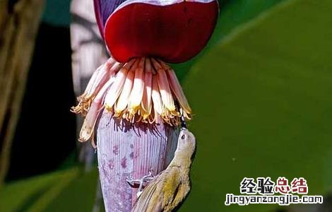 芭蕉种植技术致富经 芭蕉的种植技术
