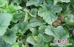 甜瓜霜霉病的危害症状 甜瓜霜霉病的防治方法