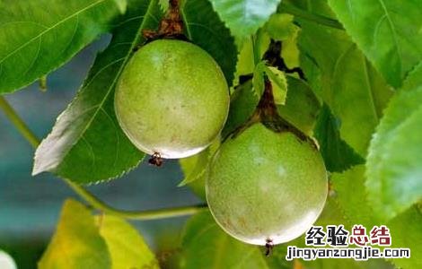 西番莲的种植技术以及管理方法 西番莲的种植技术