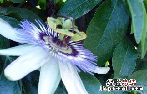 西番莲的种植技术以及管理方法 西番莲的种植技术