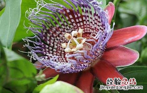西番莲的种植技术以及管理方法 西番莲的种植技术