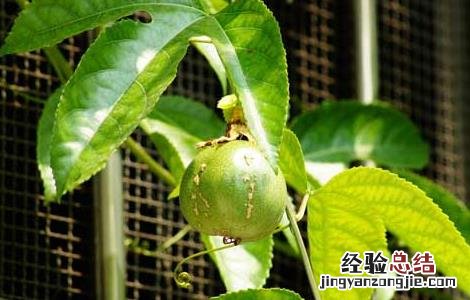 西番莲的种植技术以及管理方法 西番莲的种植技术