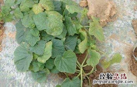 甜瓜枯萎病的防治方法 甜瓜枯萎病的防治方法是什么