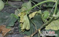 甜瓜枯萎病的防治方法 甜瓜枯萎病的防治方法是什么