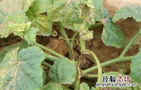 甜瓜枯萎病的防治方法 甜瓜枯萎病的防治方法是什么