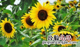 葵花怎么做着吃 葵花怎么做着吃的