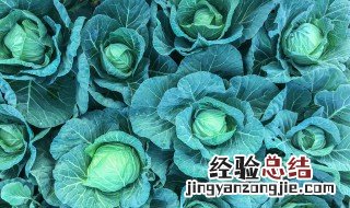 甘蓝开花啥原因 甘蓝开花的原因