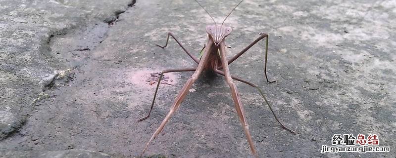 灰色的螳螂长什么样 螳螂灰色是什么情况