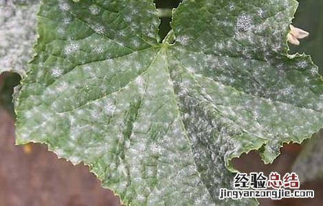 甜瓜白粉病的防治方法 甜瓜 白粉病