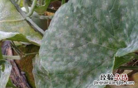 甜瓜白粉病的防治方法 甜瓜 白粉病
