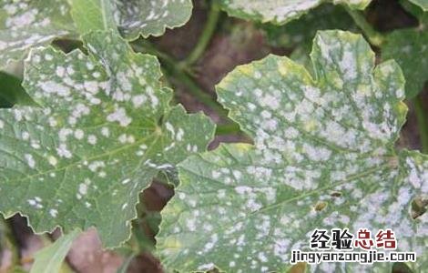 甜瓜白粉病的防治方法 甜瓜 白粉病
