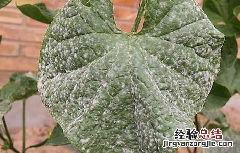 甜瓜白粉病的防治方法 甜瓜 白粉病