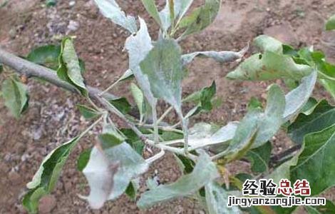 苹果白粉病的防治方法 苹果白粉病症状