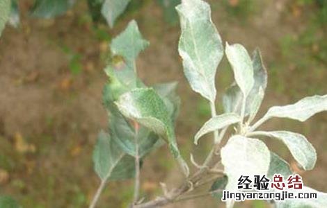 苹果白粉病的防治方法 苹果白粉病症状