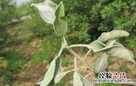 苹果白粉病的防治方法 苹果白粉病症状