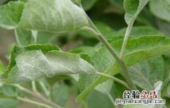 苹果白粉病的防治方法 苹果白粉病症状