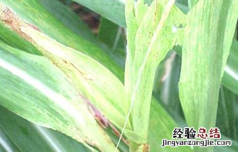 甘蔗梢腐病的防治 甘蔗梢腐病防治技术