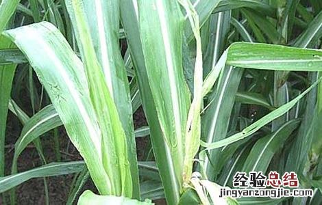 甘蔗梢腐病的防治 甘蔗梢腐病防治技术