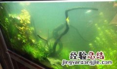鱼缸水变白浑原因 鱼缸水变白色怎样处理方法