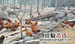 养鸡场里的鸡 鸡场的鸡怎么养
