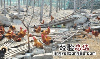 养鸡场里的鸡 鸡场的鸡怎么养