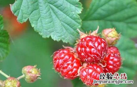 树莓高产种植技术 树莓高产种植技术与管理