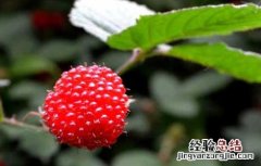 树莓高产种植技术 树莓高产种植技术与管理