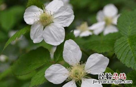 树莓高产种植技术 树莓高产种植技术与管理