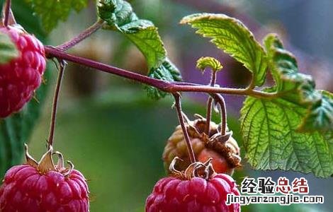 树莓高产种植技术 树莓高产种植技术与管理
