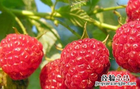 树莓高产种植技术 树莓高产种植技术与管理