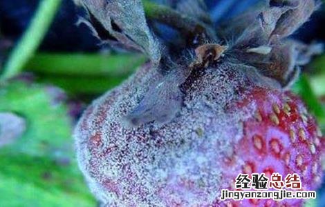 草莓灰霉病用什么特效药 草莓灰霉病用什么特效药效果好