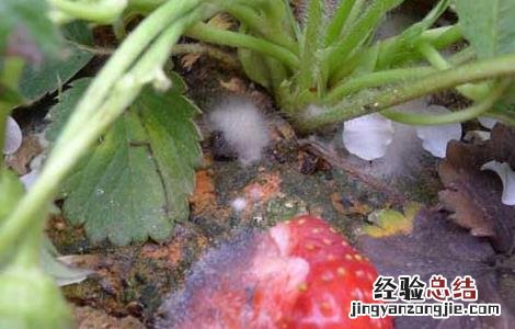 草莓灰霉病用什么特效药 草莓灰霉病用什么特效药效果好