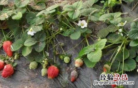 草莓灰霉病用什么特效药 草莓灰霉病用什么特效药效果好