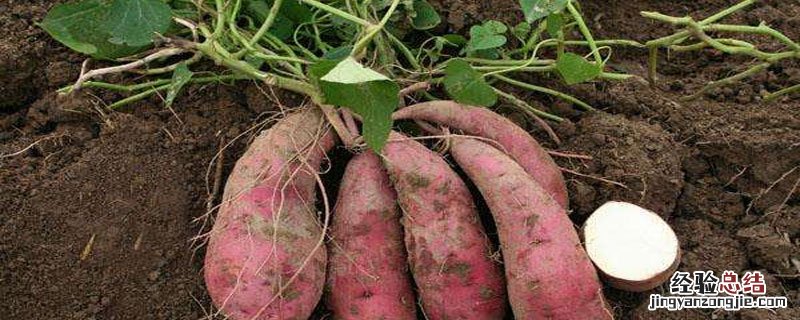 红薯为什么会发芽 红薯为什么会发芽教案
