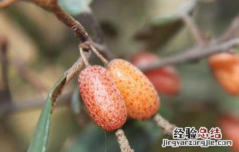 羊奶果种植技术 羊奶果种植技术气温日照