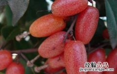 羊奶果种植技术 羊奶果种植技术气温日照