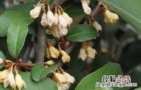 羊奶果种植技术 羊奶果种植技术气温日照