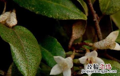 羊奶果种植技术 羊奶果种植技术气温日照