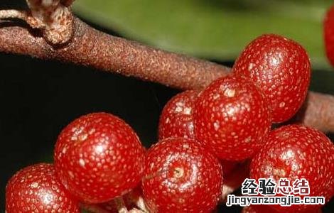 羊奶果产地在哪里 羊奶果产地是在什么地方