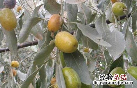 羊奶果产地在哪里 羊奶果产地是在什么地方