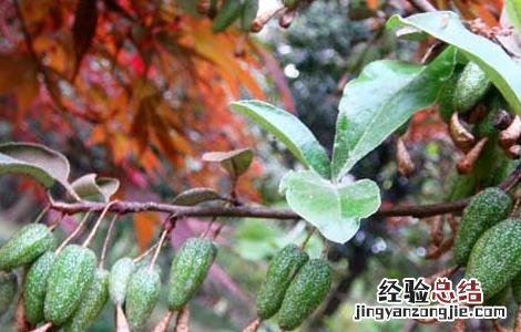羊奶果产地在哪里 羊奶果产地是在什么地方