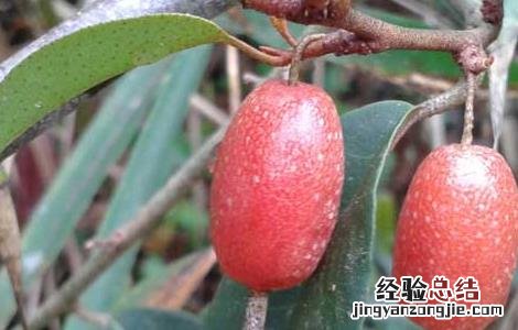 羊奶果产地在哪里 羊奶果产地是在什么地方