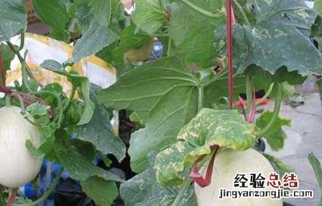白兰瓜大棚栽培技术 白兰瓜的种植与管理