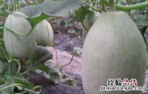 白兰瓜大棚栽培技术 白兰瓜的种植与管理