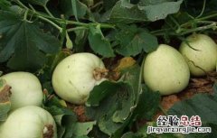 白兰瓜大棚栽培技术 白兰瓜的种植与管理