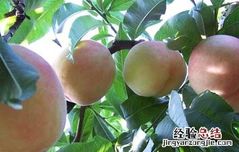 桃树什么时候种植 桃树什么时候种植什么时候结果