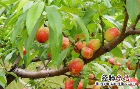 桃树什么时候种植 桃树什么时候种植什么时候结果