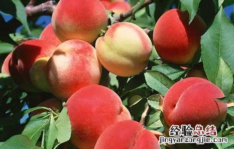 桃树什么时候种植 桃树什么时候种植什么时候结果