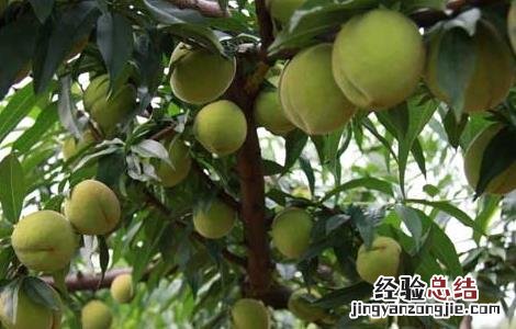 桃树的种植条件 桃树种植条件气候