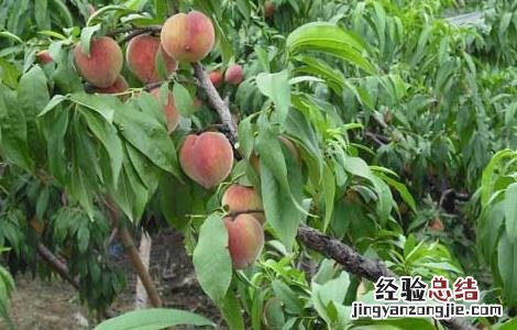 桃树的种植条件 桃树种植条件气候